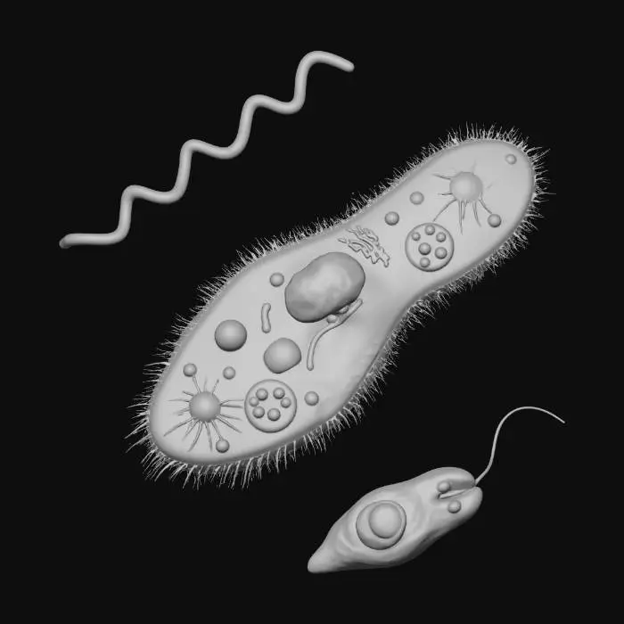 3D model for paramecium feasting with spirokite and euglena
