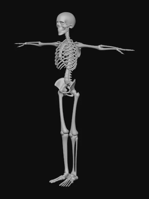 3D model for Human Skeleton