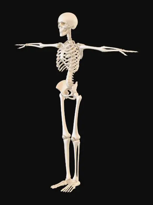 3D model for Human Skeleton