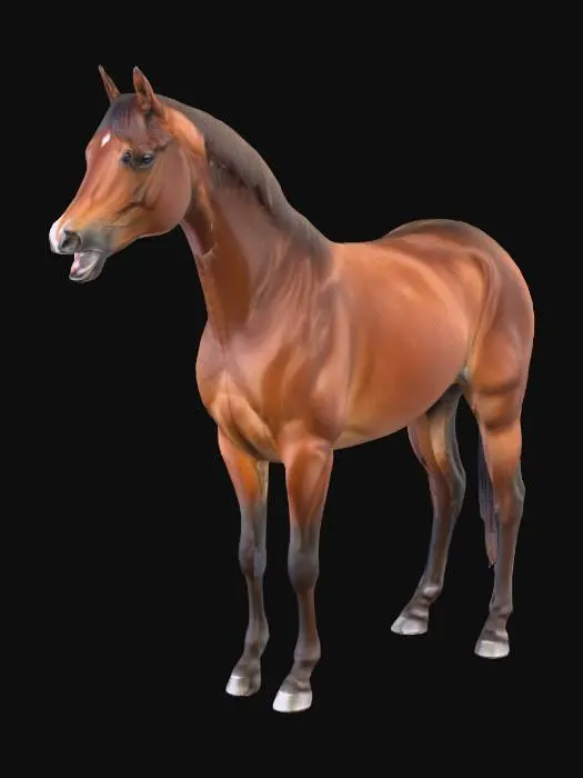 3D model for HorseB
