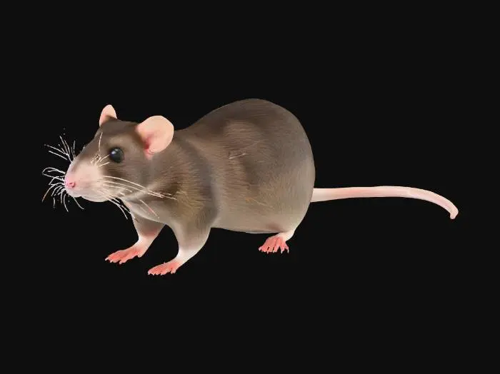 3D model for Whiskered Wonder