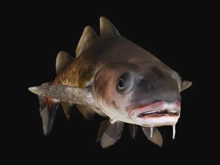 3D model for Pacific Cod on Rocks