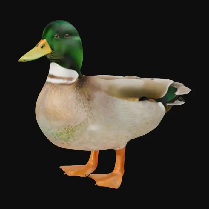 3D model for Mallard Majesty