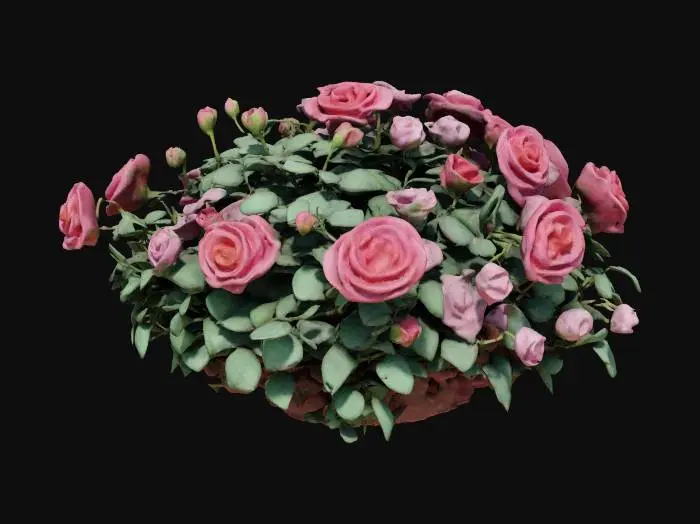 3D model for lush isometric rose bush featuring blooming flowers and new buds, #garden#