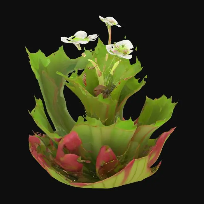 3D model for close up flowering venus flytrap.  High detail with high resolution pbr textures. #garden#
