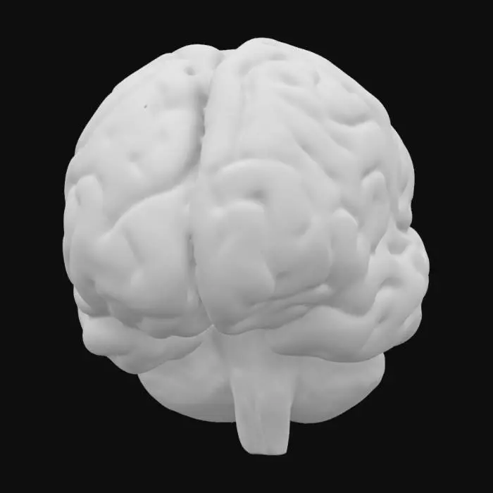 3D model for 
a brain, anatomically perfect, with all the details; and an eye in the center on the front
