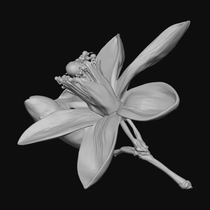 3D model for Blossom Elegance