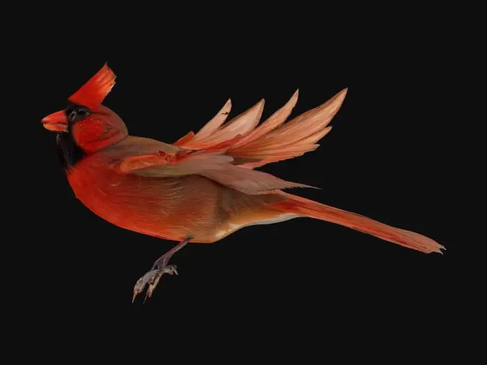 3D model for A Northern Cardinal flying, holding a twig in between its beak