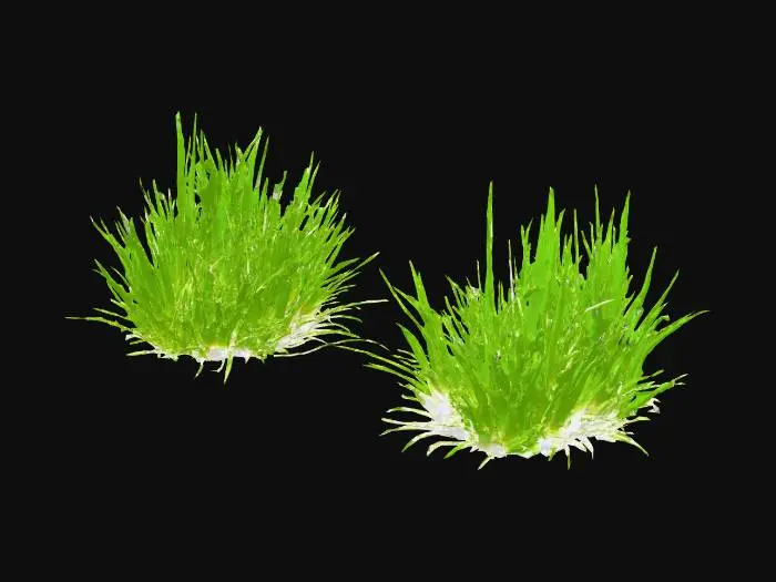 3D model for A pristine white sandy beach stretches, composed of fine, soft grains. Gently rolling dunes, covered in vibrant green, resilient grass, create undulating forms. Scattered throughout are small, robust palm ferns with smooth, waxy fronds, adding hints of darker green. The landscape evokes a serene, soft texture underfoot and a refreshing breeze through the sparse vegetation, presenting a tranquil, natural environment.