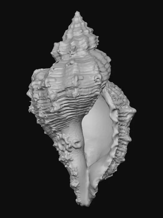 3D model for A colossal, intricately detailed conch shell serves as a tranquil resting place. Its exterior boasts warm, sun-bleached cream and sandy beige tones with subtle pink and orange striations, displaying a rough, organic texture with pronounced ridges. The interior curves smoothly, revealing a pearlescent sheen and softer, cooler blue-grey hues.