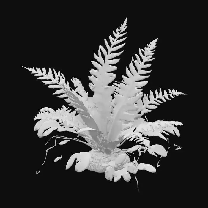 3D model for Leafy Fern 