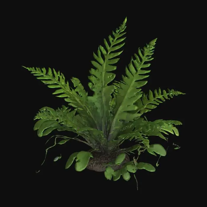 3D model for Leafy Fern 