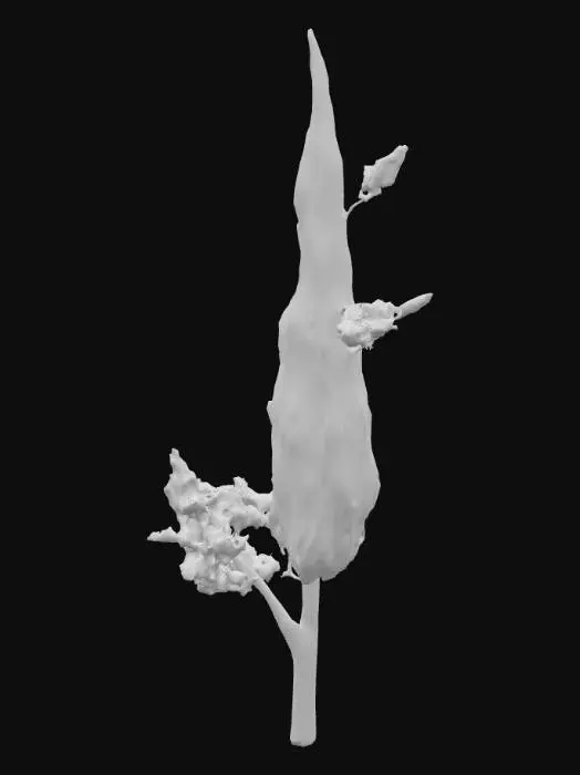 3D model for Meditterranean cypress