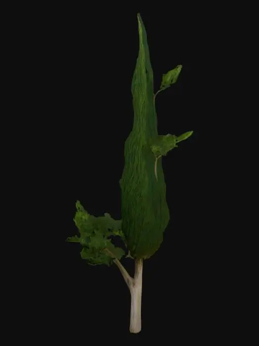 3D model for Meditterranean cypress