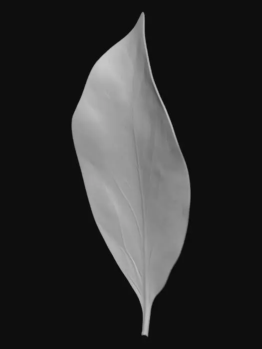 3D model for Solitary Leaf