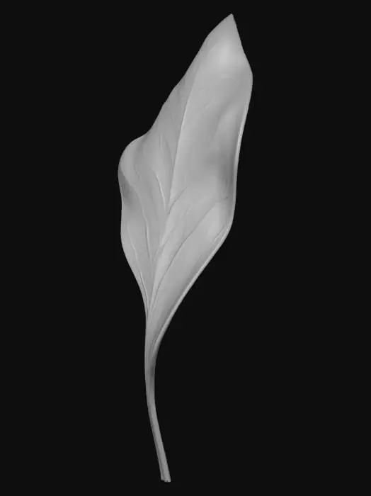 3D model for Midnight Leaf