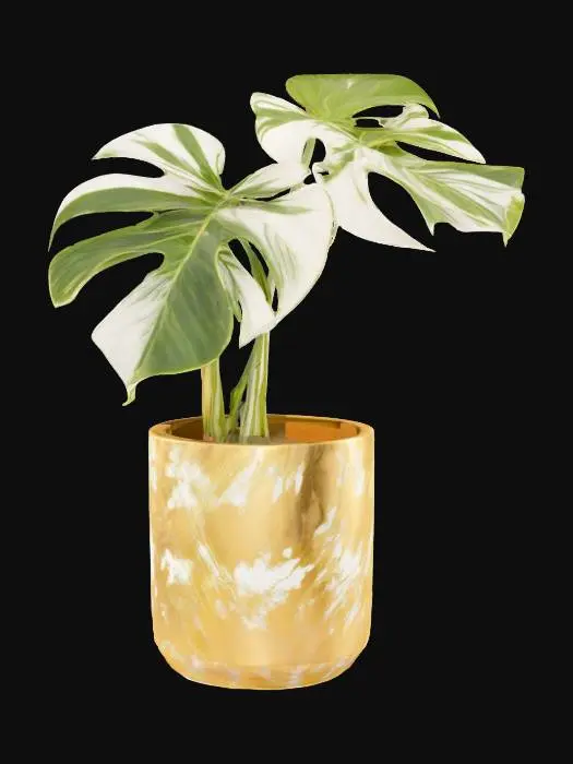 3D model for Variegated Monstera in Gold