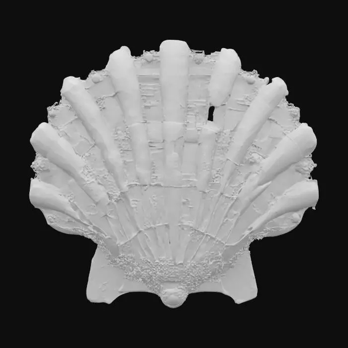 3D model for Scallop, #ocean#