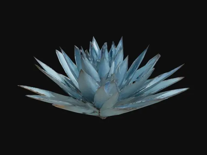 3D model for agave_plant_0510114408