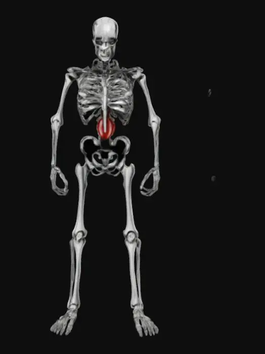 3D model for Skeletal Warrior