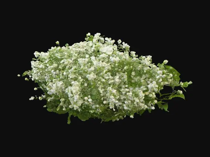 3D model for Snowy White Floral Cascade