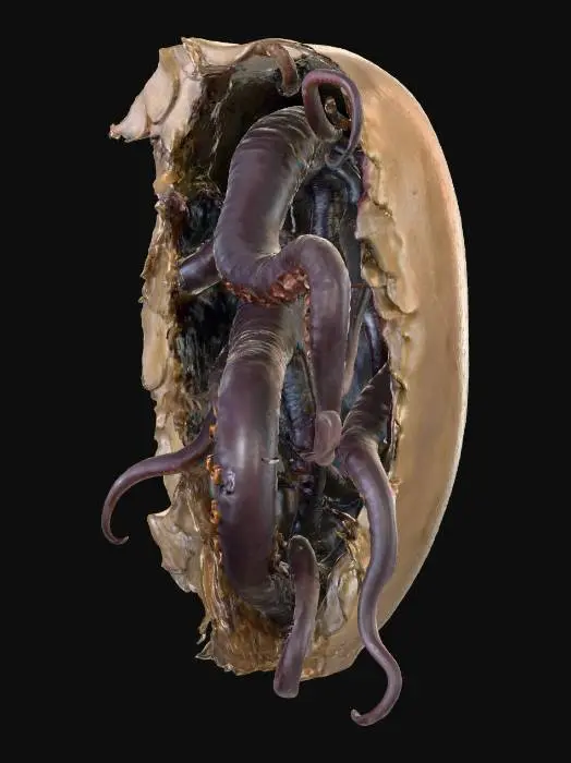 3D model for Unveiling the Abyss