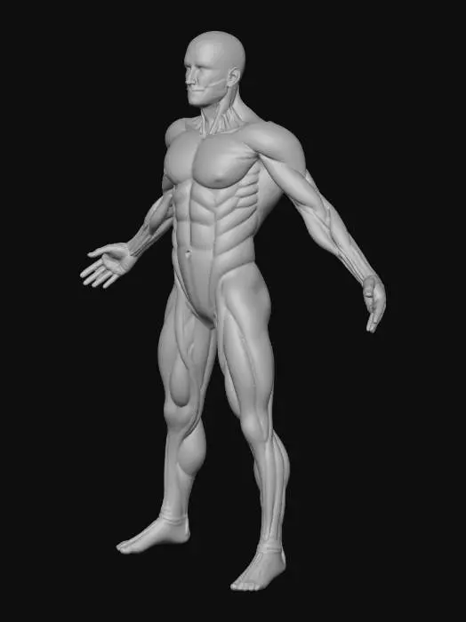 3D model for Anatomy Illustration