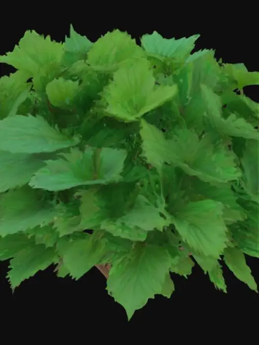3D model for Perilla frutescens Bush with giant leaves