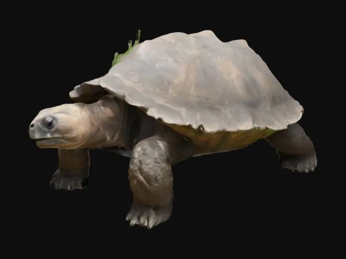 3D model for A giant tortoise named Morla pokes its head out of its shell and looks menacingly, it is very old and is covered in vegetation, grass and branches.
