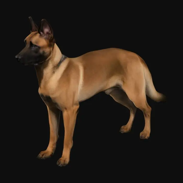 3D model for Berger malinois