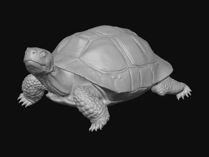 3D model for photorealistic high detail radiated tortoise