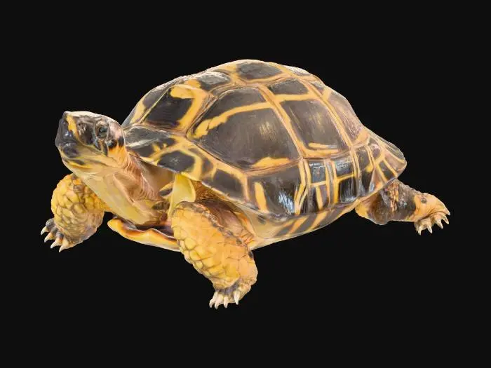 3D model for photorealistic high detail radiated tortoise