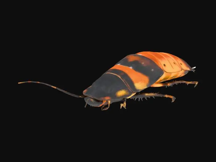 3D model for Hissing Roach