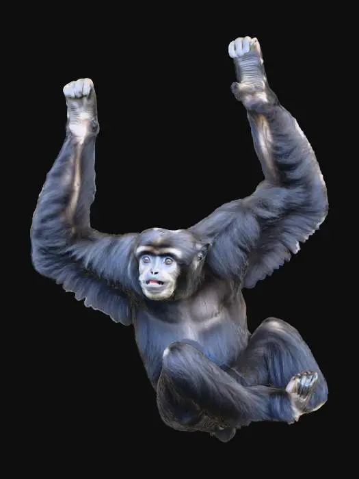 3D model for Gibbon Grace