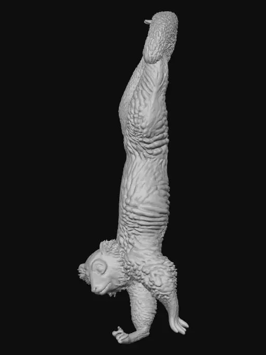 3D model for Hanging red ruffed Lemur