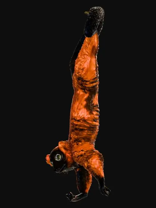 3D model for Hanging red ruffed Lemur