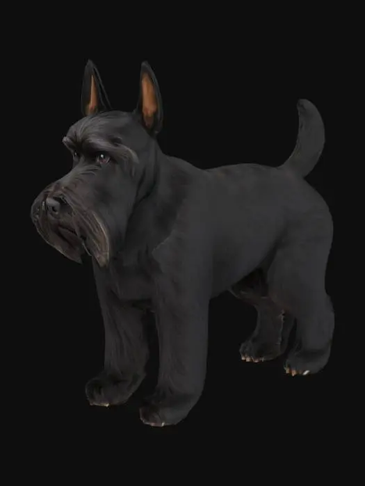 3D model for скотч терьер