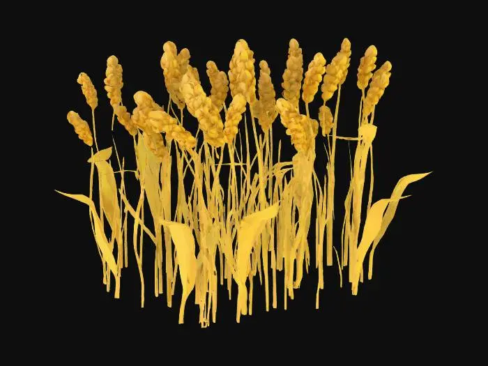 3D model for Stylized low-poly wheat crop, golden yellow, made of multiple thin stalks bundled together with upward-pointing grain heads. Designed for a cozy farming game, similar to Stardew Valley. Suitable for placement in grid-based farm plots. Export as .glb or .fbx