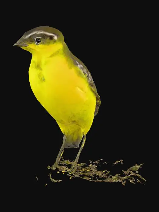 3D model for Yellow Perch