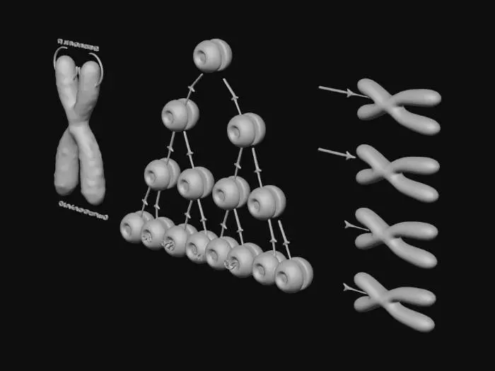 3D model for Telomere Dynamics in Cell Division
