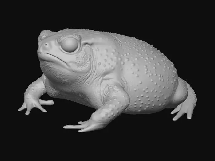 3D model for Leopard-spotted toad