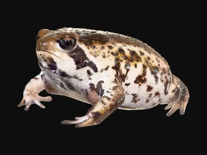 3D model for Leopard-spotted toad