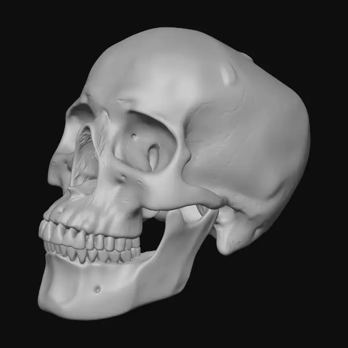 3D model for Human Skull