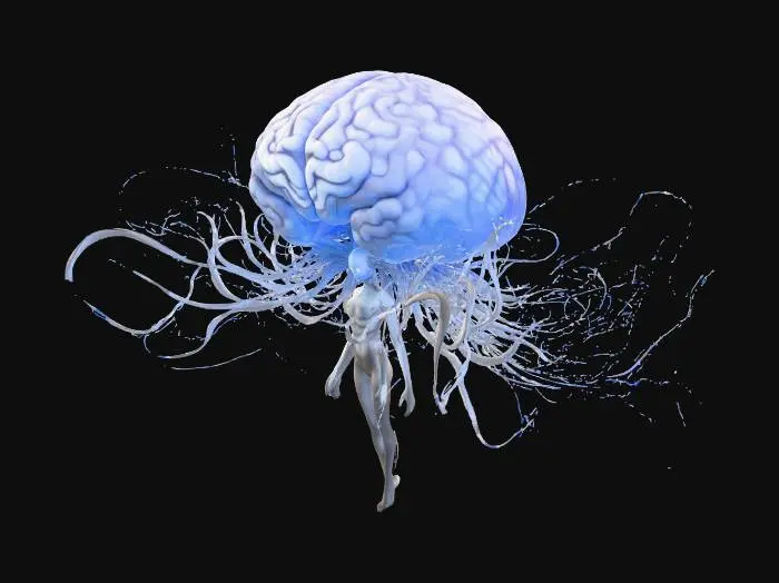3D model for The ruler of the brain marrow