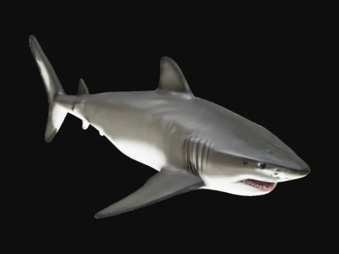 3D model for Generate a realistic tiger shark