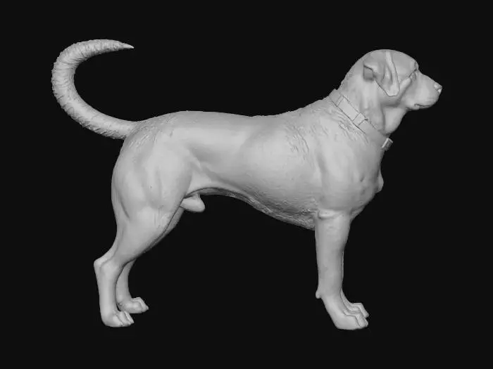 3D model for Regal Rottweiler
