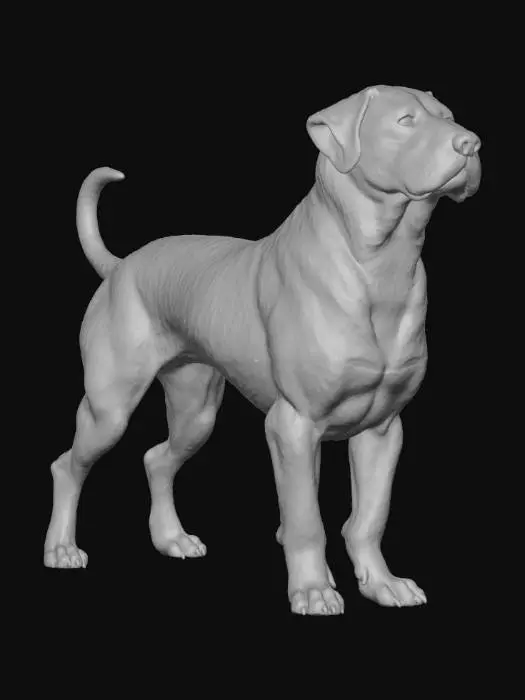 3D model for perfect example of rottweiler dog 3D model in animal  standing position with 4 legs on ground with whagging tail upwards
