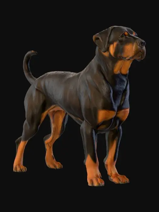 3D model for perfect example of rottweiler dog 3D model in animal  standing position with 4 legs on ground with whagging tail upwards