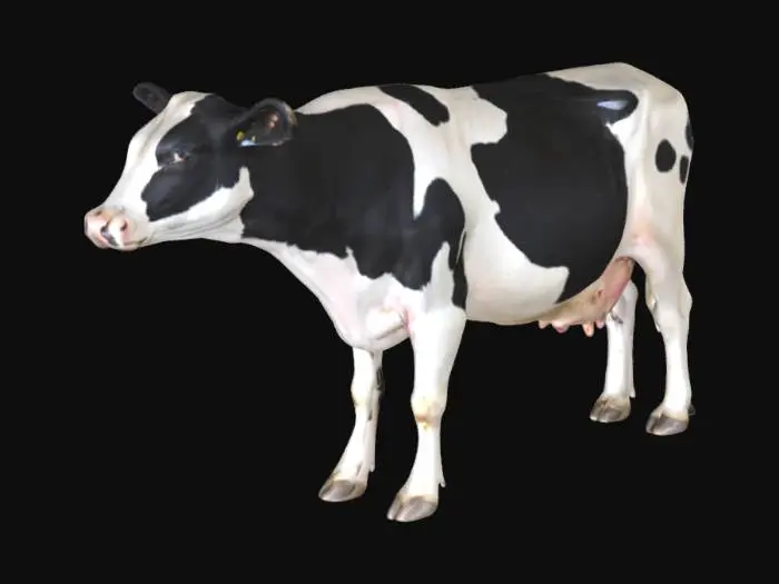 3D model for Holstein Elegance