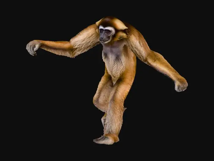 3D model for Gibbon Pose
